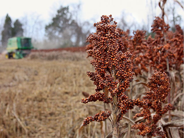 Corn growers are taking another look at grain sorghum in regions where drought is a common problem. (Progressive Farmer photo by Des Keller)